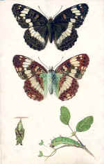 White Admiral (The) Butterfly