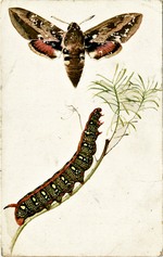 Spurge Hawkmoth (The)