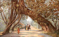 Ceylon Banyan tree arch, near Colombo