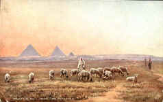 Pasturing near the Pyramids