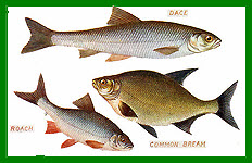 Dace,Roach,Bream