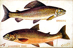 Grayling, Windermere Charr