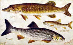 Pike, Gudgeon, Chub
