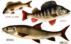 Ruffe, Perch, Barbel