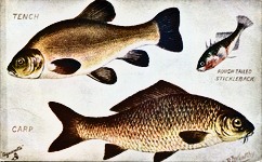 Tench, Rough Tailed Stickleback, Carp