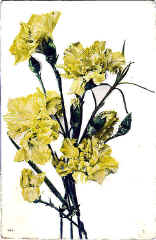 Carnation (The) 144