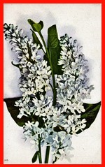 Lilac (The) 142