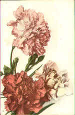 Carnation (The) 141 