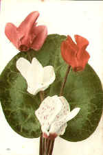 Cyclamen (The) 127