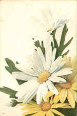 Marguerite (The) 133