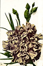 Mailmaison Carnation (The)