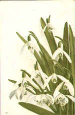 Snowdrop (The) 128