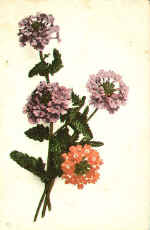 Verbena (The) 137