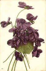 Violet (The) 130