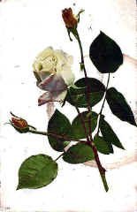 Rose (The) 136