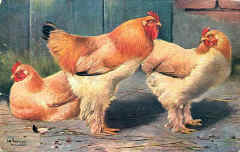 Buff Cochins