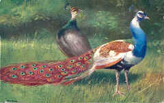 Peacock