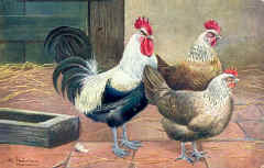 Silver Grey Dorkings