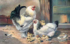 Light Brahmas