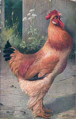 Cochin cock