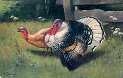 Turkey