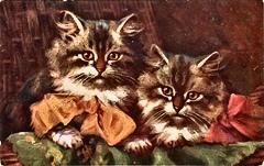 Kittens