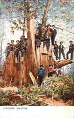 Monster (A) Tree Stump