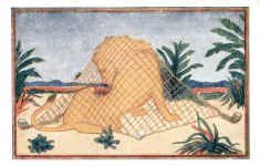 A tired lion lay sleeping 