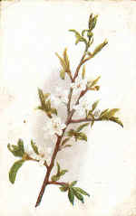Blackthorn 