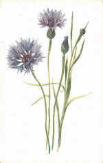 Cornflower