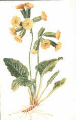 Cowslip