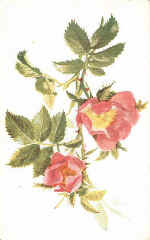 Dogrose