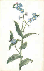 Forget-me-not