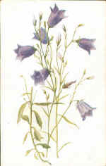 Harebell