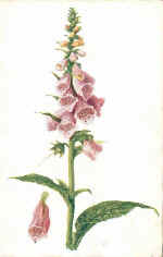 Foxglove