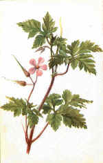 Herb Robert