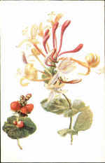 Honeysuckle