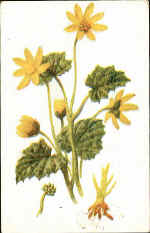 Lesser Celandine