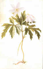 Wood Anemone