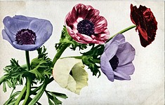 Anenomes