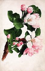 Apple Blossom