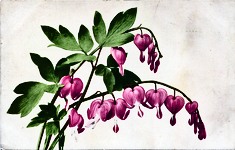 Fuschia - Bleeding Heart