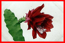 Cactus Flower