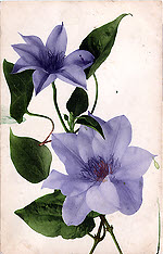 Clematis