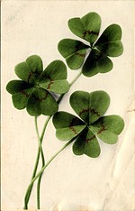 Four Leaf Clover