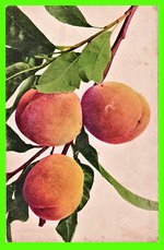 Peach