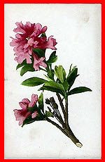 Pink Shrub<br><br>(Unidentified)