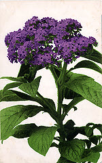Purple Shrub<p>(Unidentified)
