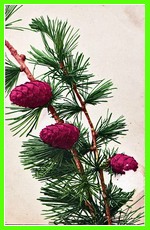 Red Cones