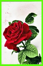 Roses (Red)